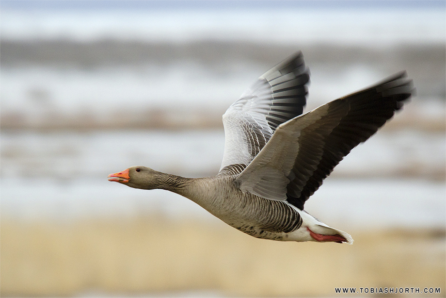 Sigma 150-500mm F5-6.3 APO DG OS HSM review • Tobias Hjorth Nature