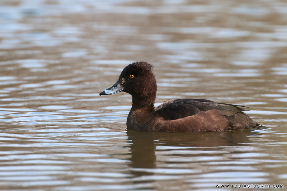 Sigma 120-300mm F2.8 EX DG OS APO HSM review • Tobias Hjorth
