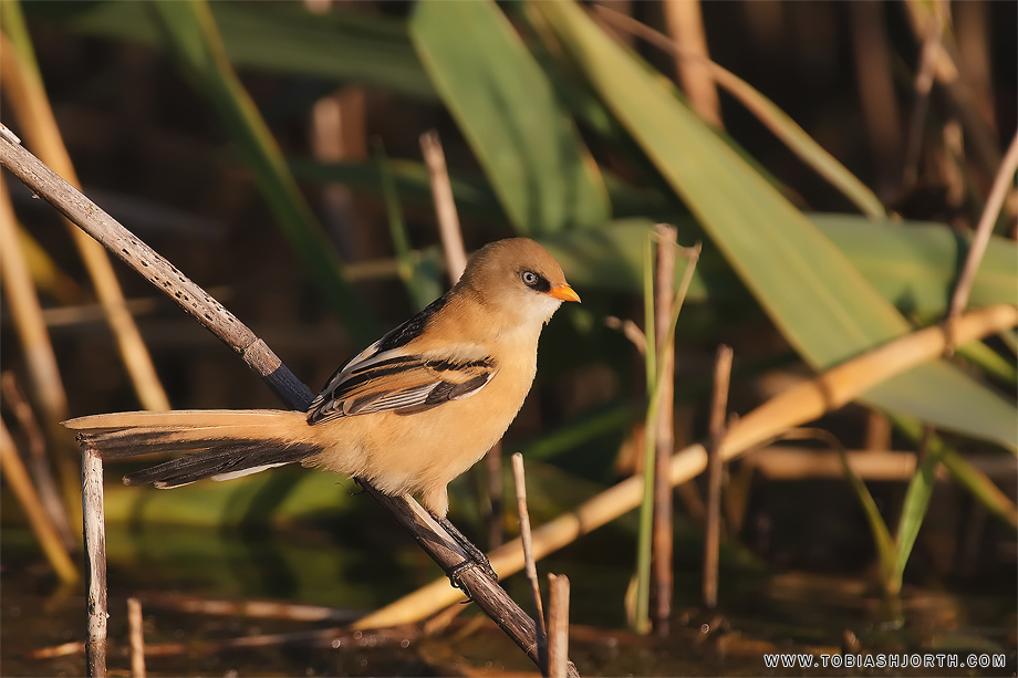 Bearded Reedling 3 • Tobias Hjorth Nature Photographer