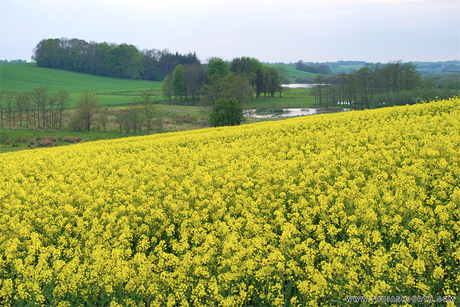 Spring 4